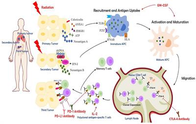 Optimizing the Treatment Schedule of Radiotherapy Combined With Anti-PD-1/PD-L1 Immunotherapy in Metastatic Cancers